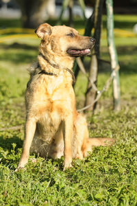 Dog looking away on field