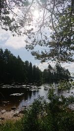 Scenic view of lake in forest against sky