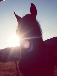Close-up of a horse against bright sun
