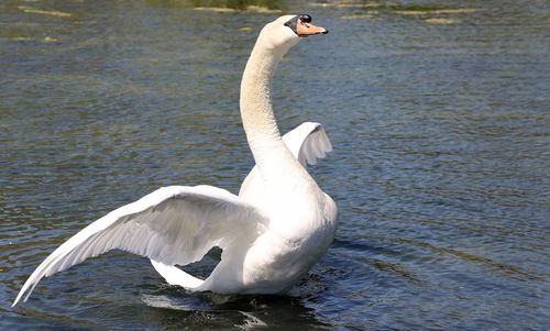 View of swan in lake