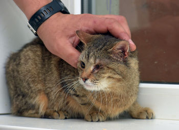 Close-up of hand holding cat