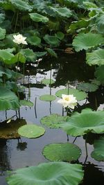 Leaves floating on pond