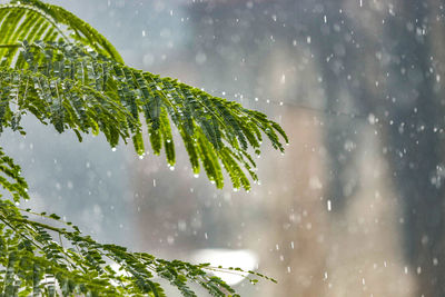 Close-up of wet plant during rainy season