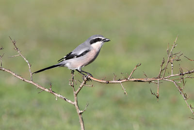 Close-up of bird perching on branch