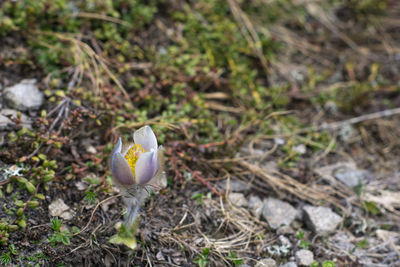 High angle view of crocus on field