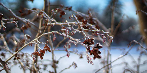 Close-up of frozen tree during winter