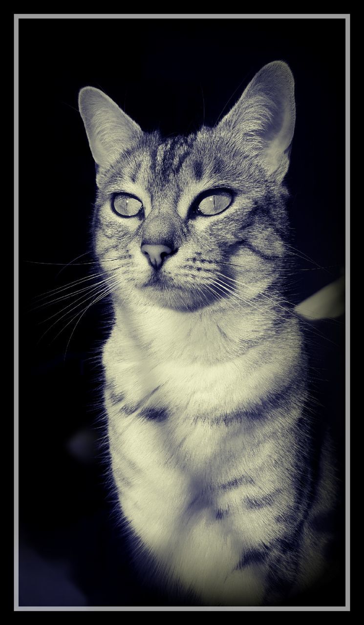 domestic cat, one animal, cat, animal themes, pets, domestic animals, feline, indoors, whisker, mammal, animal head, transfer print, portrait, close-up, looking at camera, auto post production filter, animal eye, animal body part, staring, alertness