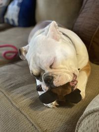 Close-up of a dog sleeping on bed at home
