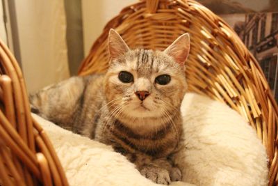 Close-up portrait of cat lying down