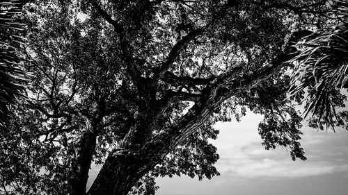 Low angle view of trees