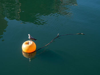 Seagull perched on a yellow buoy in the bilbao estuary