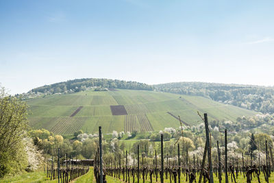 Scenic view of vineyard against sky