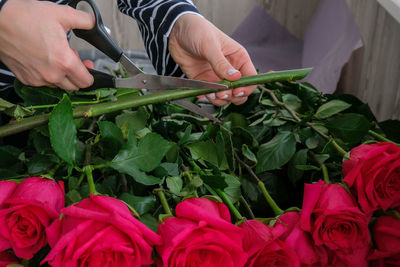 Florist arranging a bouquet from pink roses. close up florist working cutting roses stem 