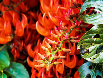 Full frame shot of red flowering plants