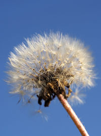 Close-up of dandelion