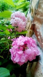 Close-up of pink flowers blooming outdoors