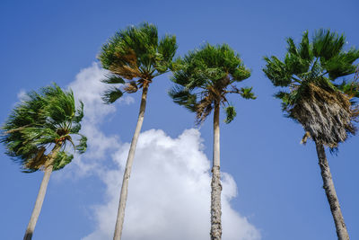 Low angle view of palm trees against sky