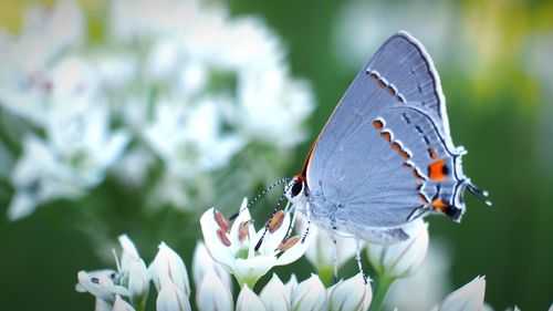 Close-up of butterfly pollinating on flower