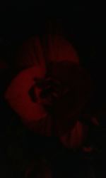 Close-up of red flower against black background