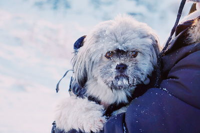 Close-up portrait of dog during winter