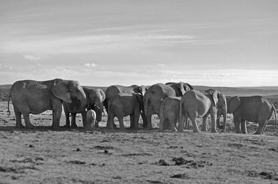 Elephant on field against sky