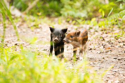 Portrait of an animal on field