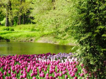 Scenic view of flowers growing on landscape