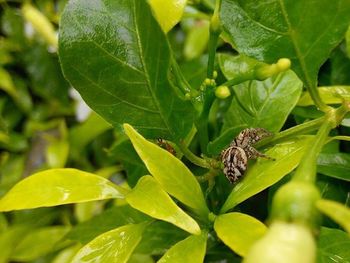 Close-up of insect on leaf