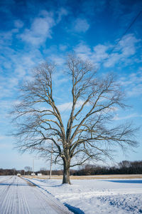 Bare tree on snow covered field against sky