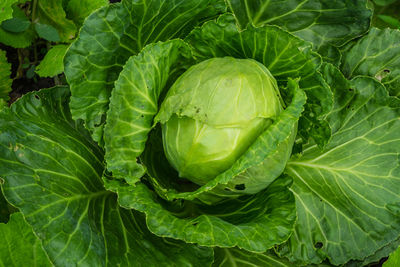 Full frame shot of green leaf