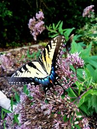 Close-up of butterfly perching on flower