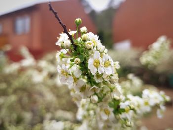 Close-up of white flowering plant