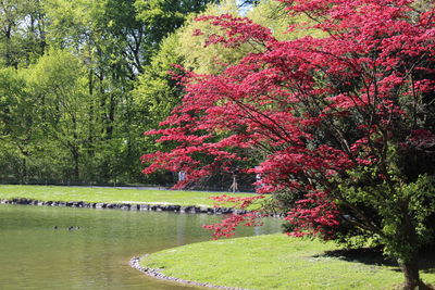 Trees in park