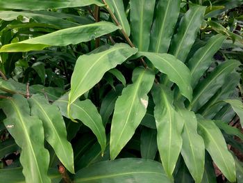 Close-up of fresh green plants