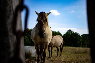 Horses standing on field against sky