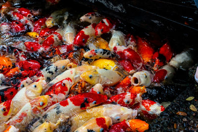 High angle view of koi carps swimming in water