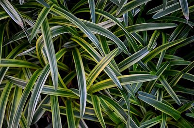 Full frame shot of plants