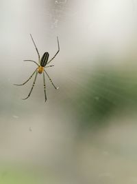 Close-up of spider