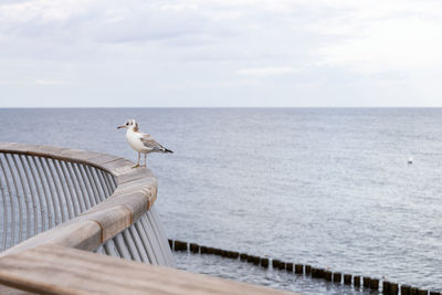 Seagull perching on pier over sea against sky