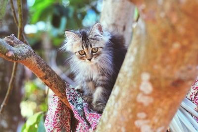 Portrait of cat relaxing on tree
