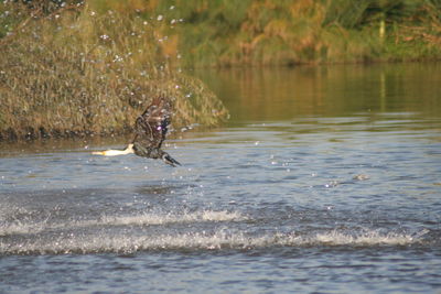 View of a swimming in water