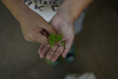 High angle view of child holding clover plant