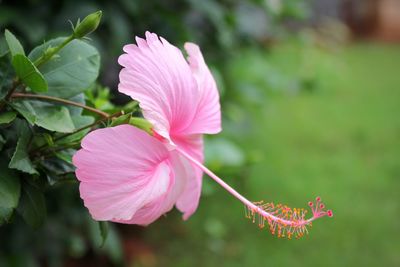 Close-up of pink hibiscus flower