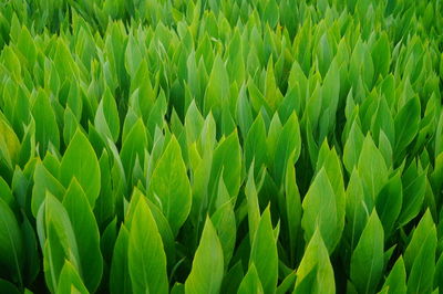 Close-up of crops growing on field