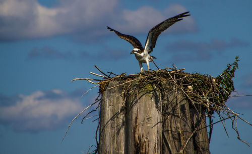 Low angle view of bird perching on tree against sky