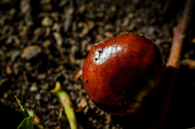 Close-up of strawberry