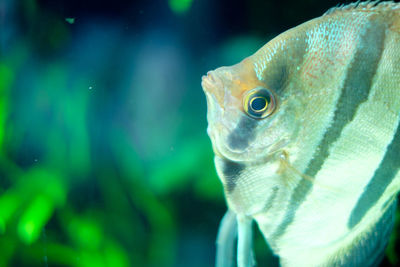 Close-up of fish swimming in aquarium