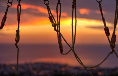 Close-up of plant against sky at sunset