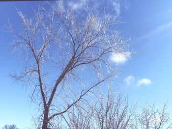 Low angle view of bare tree against blue sky