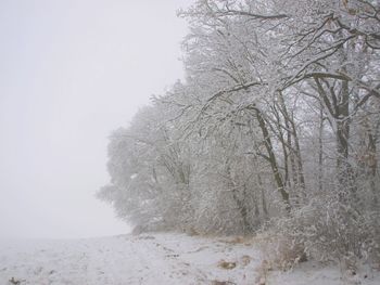 Low angle view of snow covered trees against clear sky